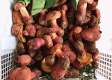 见手青中毒惊险瞬间，男子27楼边缘的生死边缘