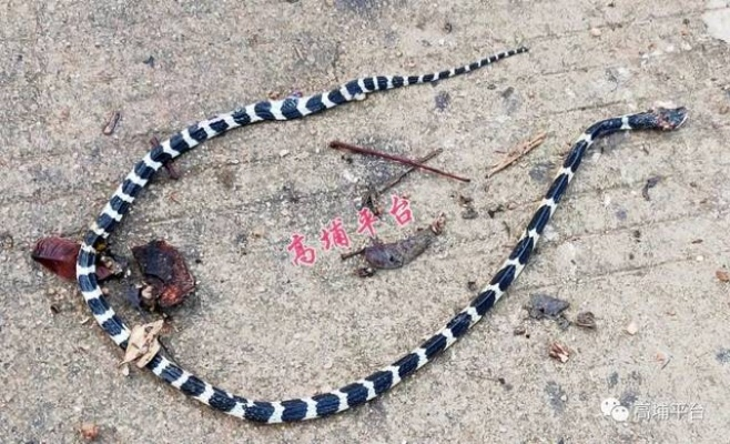 男子惊魂记,偶遇中国第一毒蛇银环蛇的神秘邂逅 男子惊魂记,偶遇中国第一毒蛇银环蛇的神秘邂逅